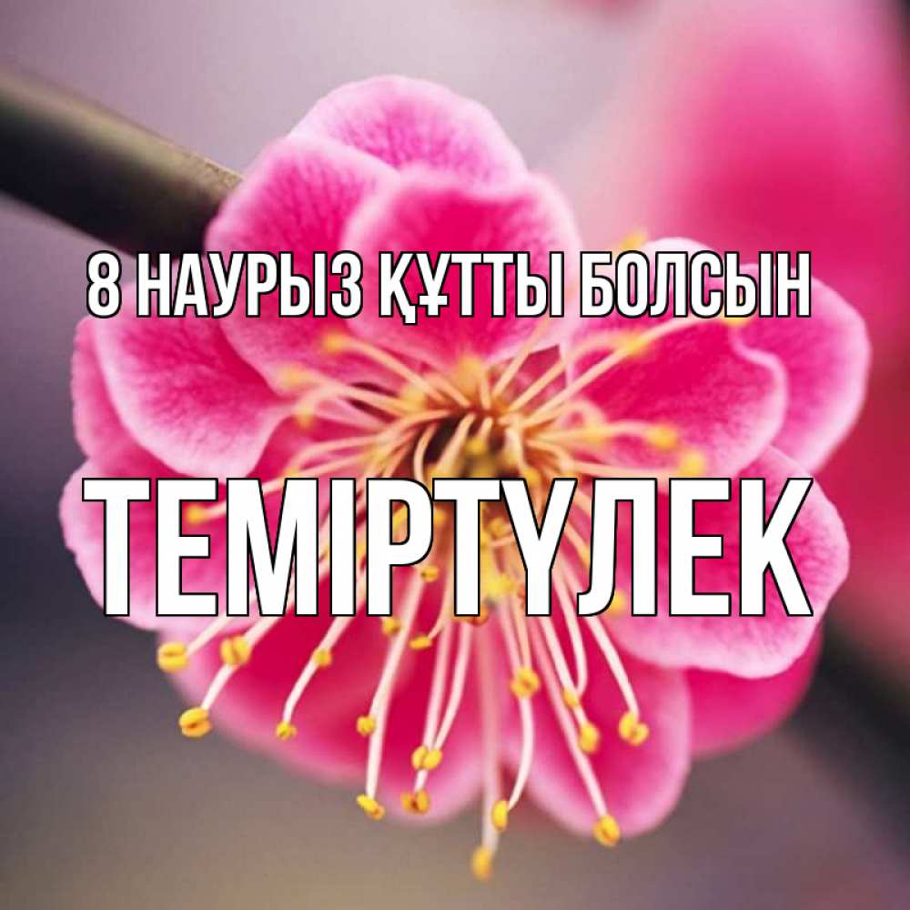 Күн сайын ашық хат с именем, ТЕМІРТҮЛЕК 8 наурыз құтты болсын цветы Онлайн тегін жүктеп алу тілектері бар керемет карта 