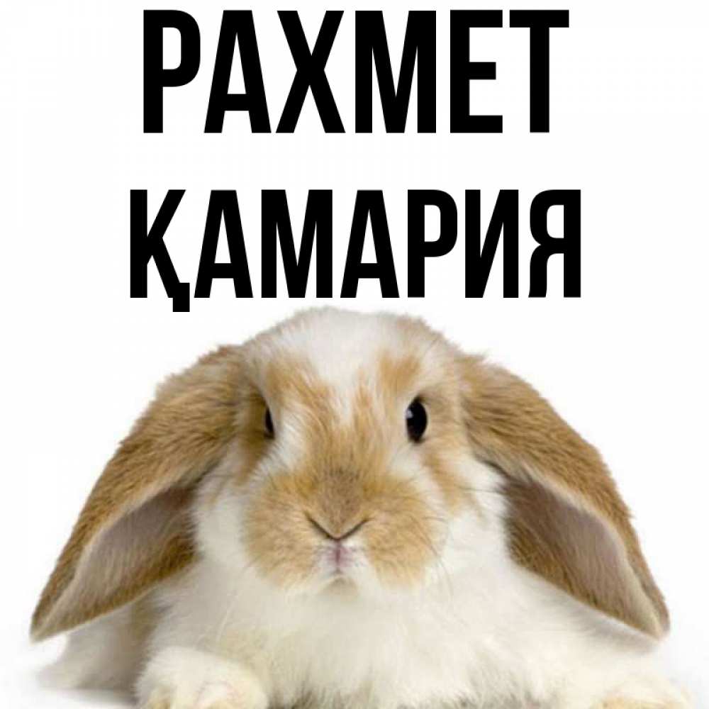 Күн сайын ашық хат с именем, ҚАМАРИЯ рахмет коричнево белый заяц Онлайн тегін жүктеп алу тілектері бар керемет карта 