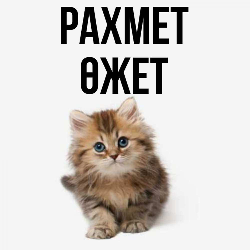 Күн сайын ашық хат с именем, ӨЖЕТ рахмет пушистый котик Онлайн тегін жүктеп алу тілектері бар керемет карта 