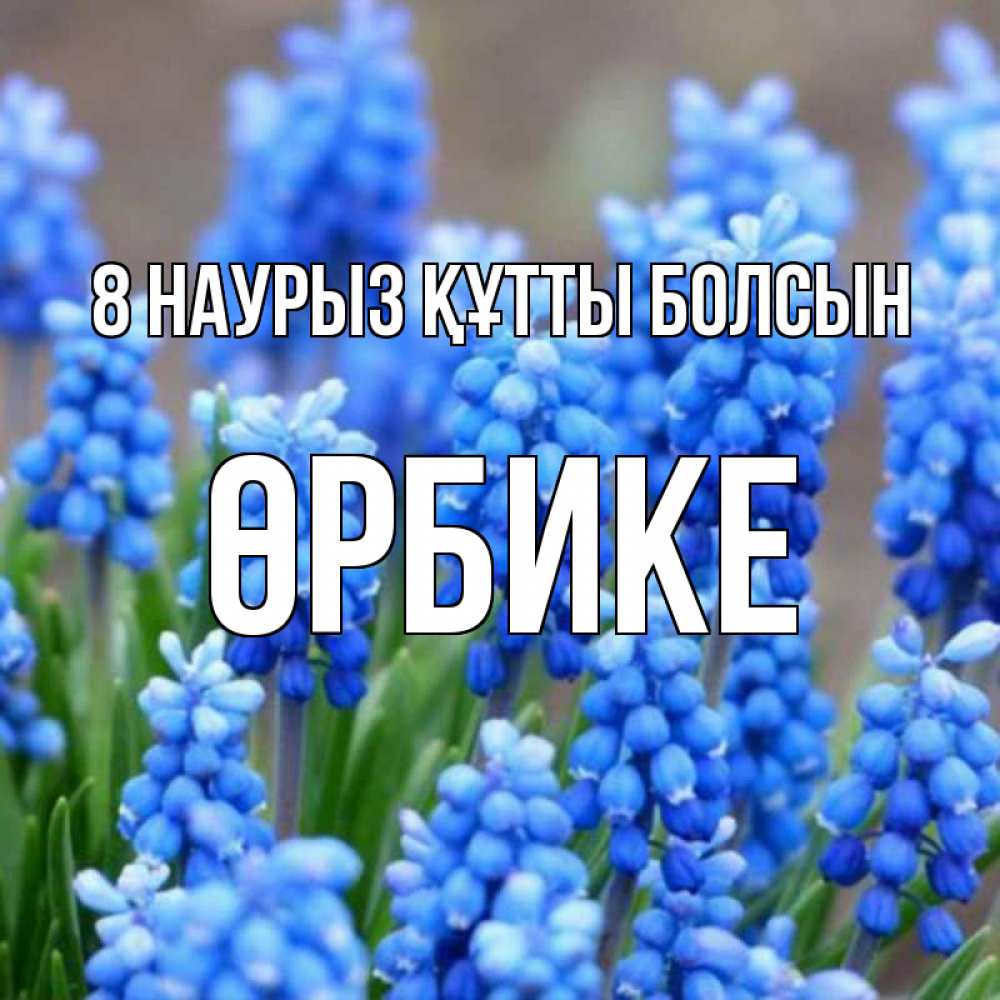 Күн сайын ашық хат с именем, ӨРБИКЕ 8 наурыз құтты болсын Поздравительная открытка для женщин с цветами на праздничную дату Онлайн тегін жүктеп алу тілектері бар керемет карта 