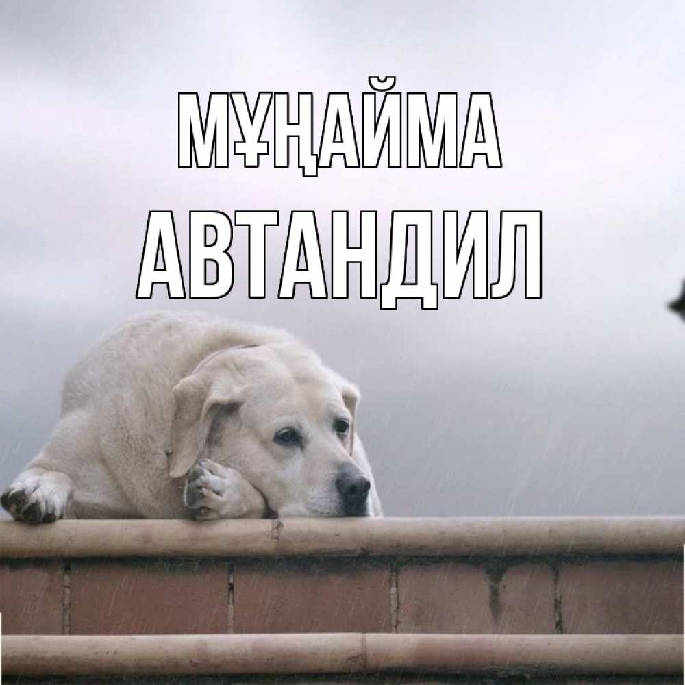 Күн сайын ашық хат с именем, Автандил Мұңайма белый пес 1 Онлайн тегін жүктеп алу тілектері бар керемет карта 