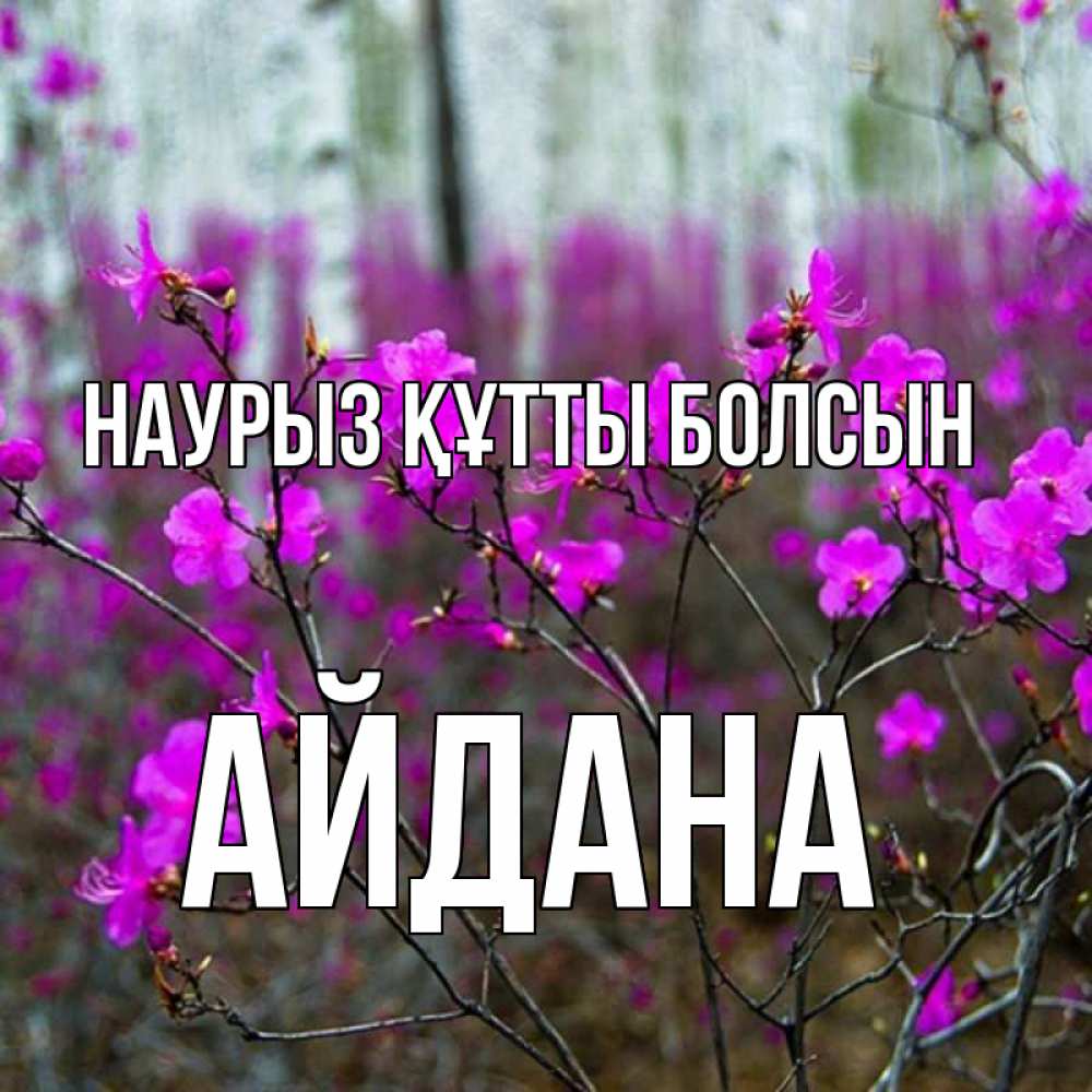 Күн сайын ашық хат с именем, АЙДАНА Наурыз құтты болсын дикие цветы Онлайн тегін жүктеп алу тілектері бар керемет карта 