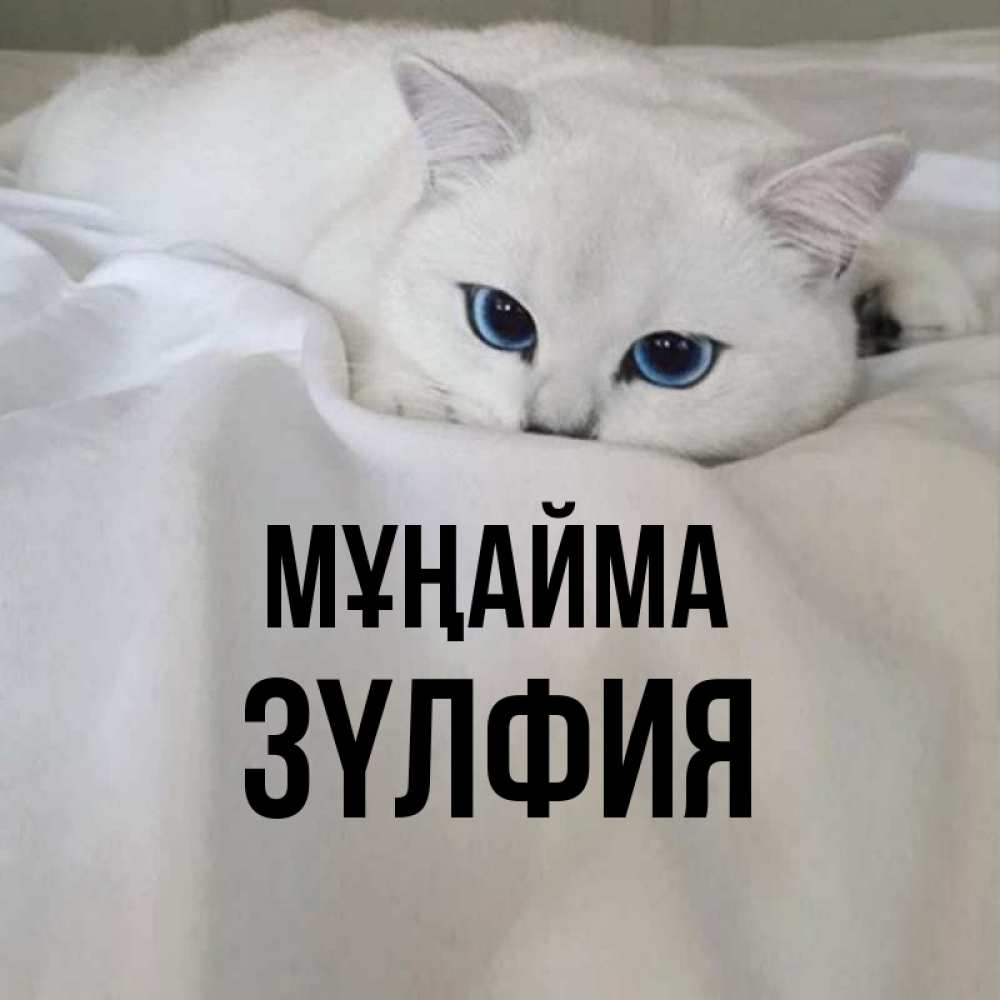 Күн сайын ашық хат с именем, ЗҮЛФИЯ Мұңайма Голубоглазая кошка Онлайн тегін жүктеп алу тілектері бар керемет карта 