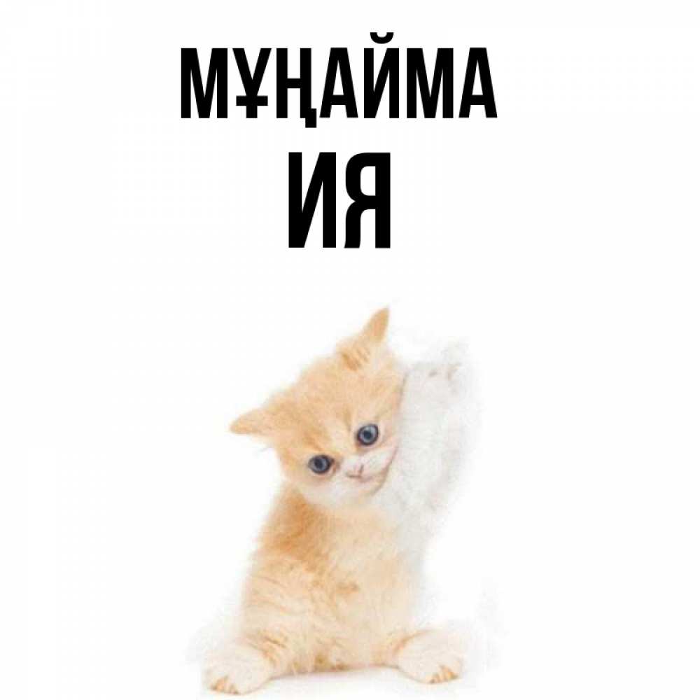 Күн сайын ашық хат с именем, Ия Мұңайма просящий кот Онлайн тегін жүктеп алу тілектері бар керемет карта 