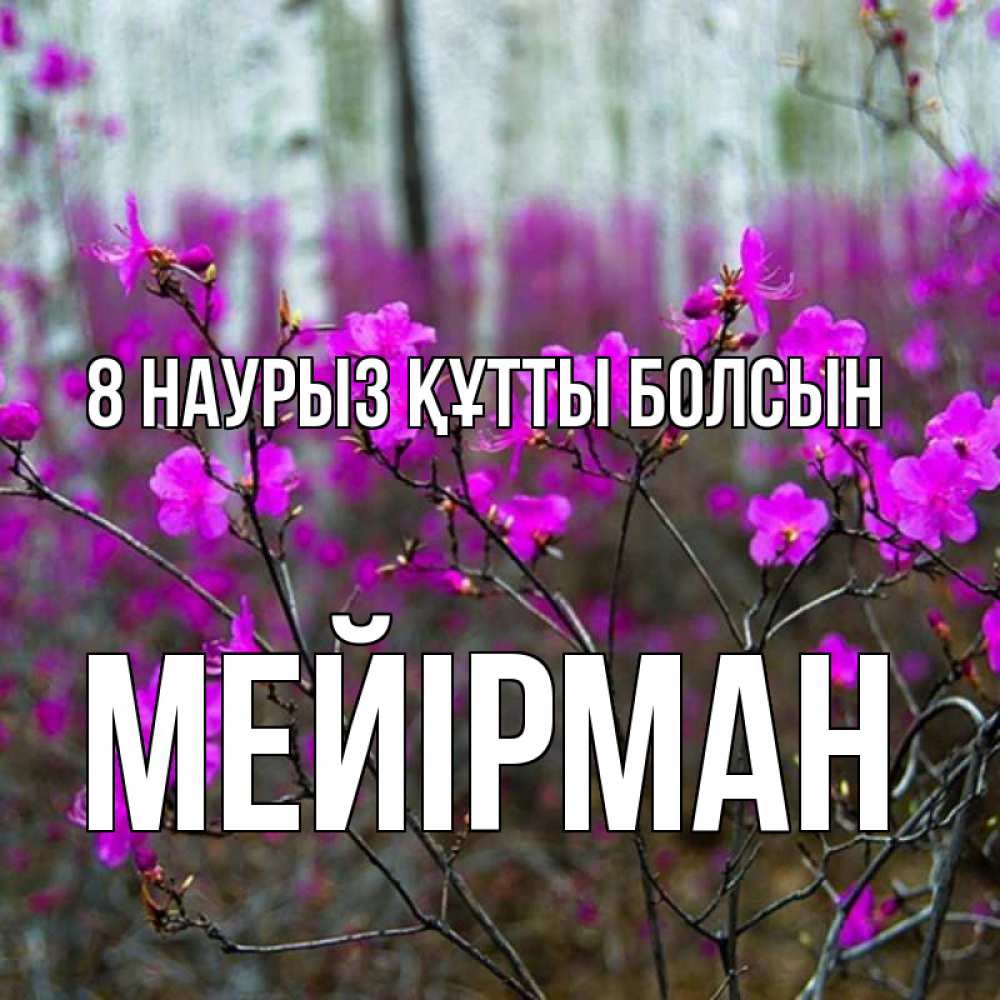 Күн сайын ашық хат с именем, МЕЙІРМАН 8 наурыз құтты болсын дикие цветы Онлайн тегін жүктеп алу тілектері бар керемет карта 