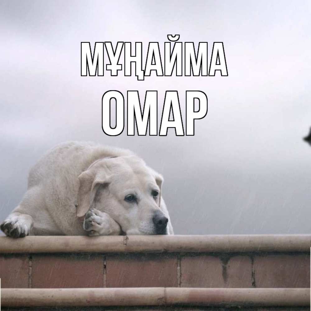 Күн сайын ашық хат с именем, ОМАР Мұңайма белый пес 1 Онлайн тегін жүктеп алу тілектері бар керемет карта 
