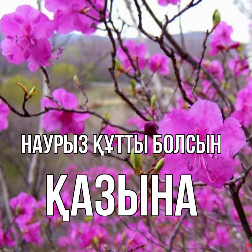 Күн сайын ашық хат с именем, ҚАЗЫНА Наурыз құтты болсын наурыз мейрамы кутты болсын Онлайн тегін жүктеп алу тілектері бар керемет карта 