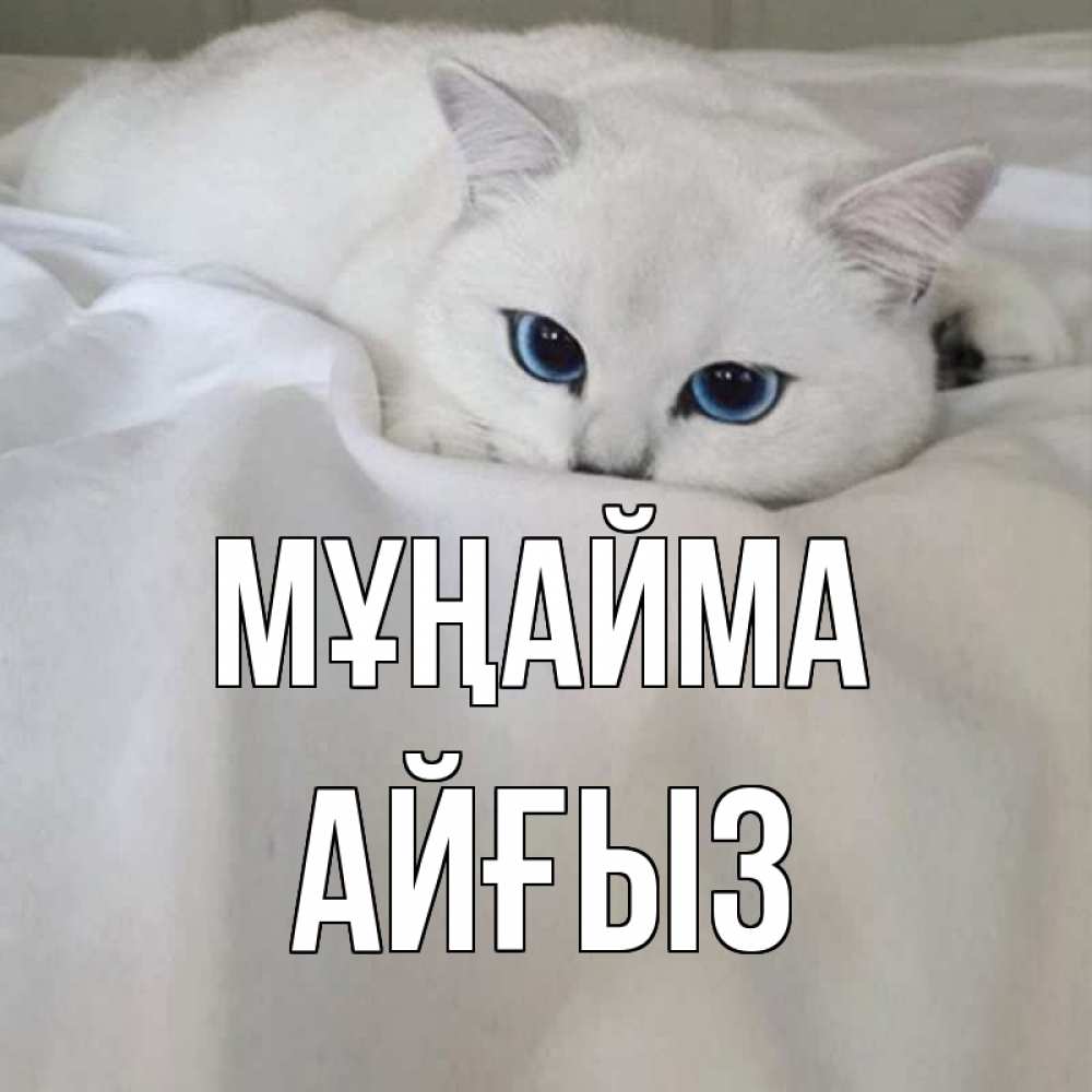 Күн сайын ашық хат с именем, АЙҒЫЗ Мұңайма белый кот с голубыми глазами на белоснежной кровати Онлайн тегін жүктеп алу тілектері бар керемет карта 