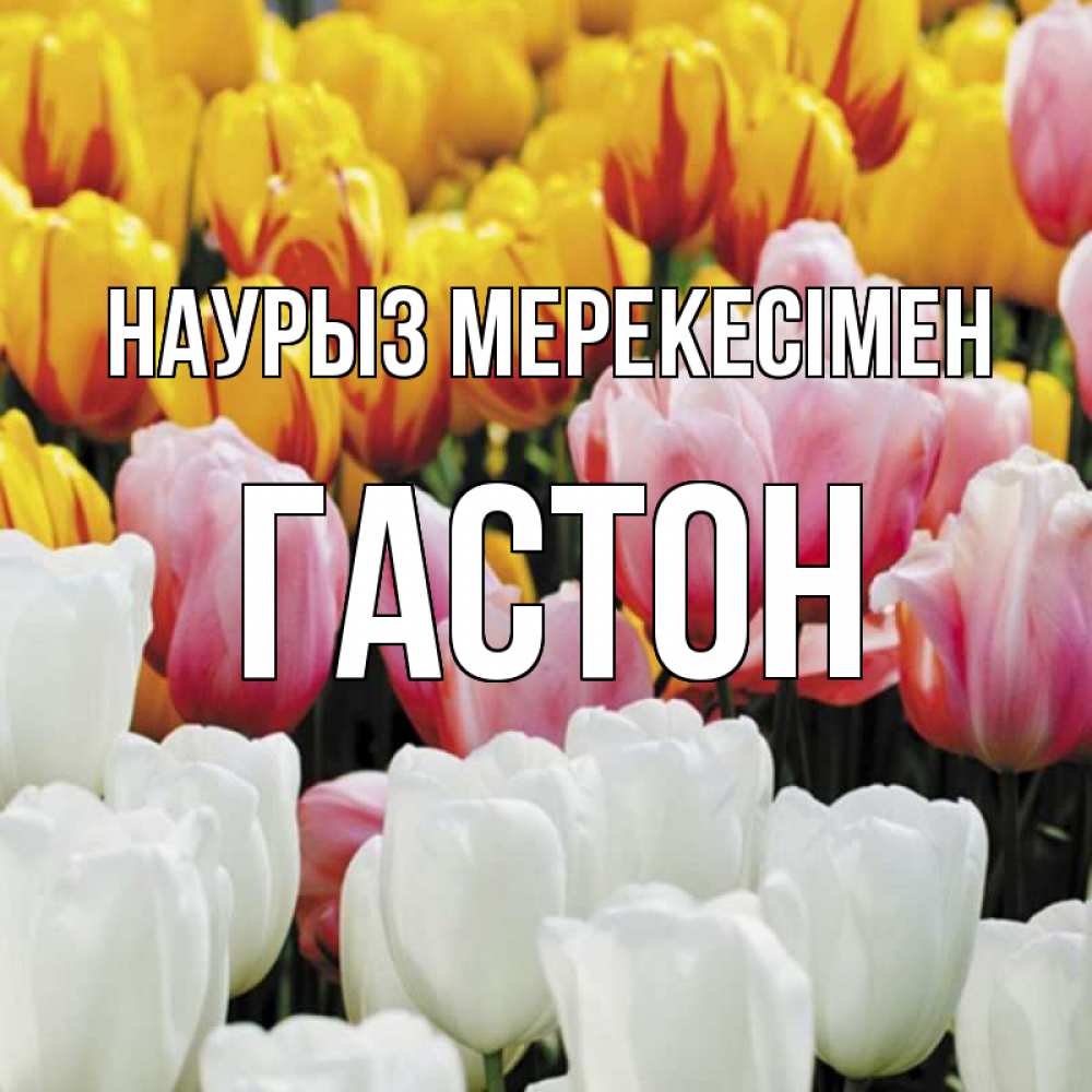 Күн сайын ашық хат с именем, Гастон Наурыз мерекесімен разноцветные цветы Онлайн тегін жүктеп алу тілектері бар керемет карта 