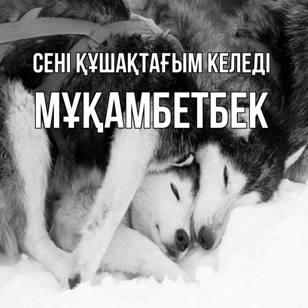 Күн сайын ашық хат с именем, Мұқамбетбек сені құшақтағым келеді собачки в упряжке Онлайн тегін жүктеп алу тілектері бар керемет карта 