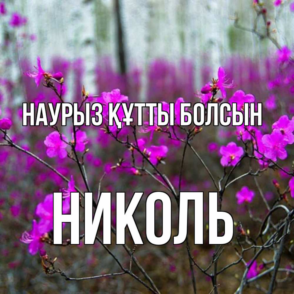 Күн сайын ашық хат с именем, Николь Наурыз құтты болсын дикие цветы Онлайн тегін жүктеп алу тілектері бар керемет карта 