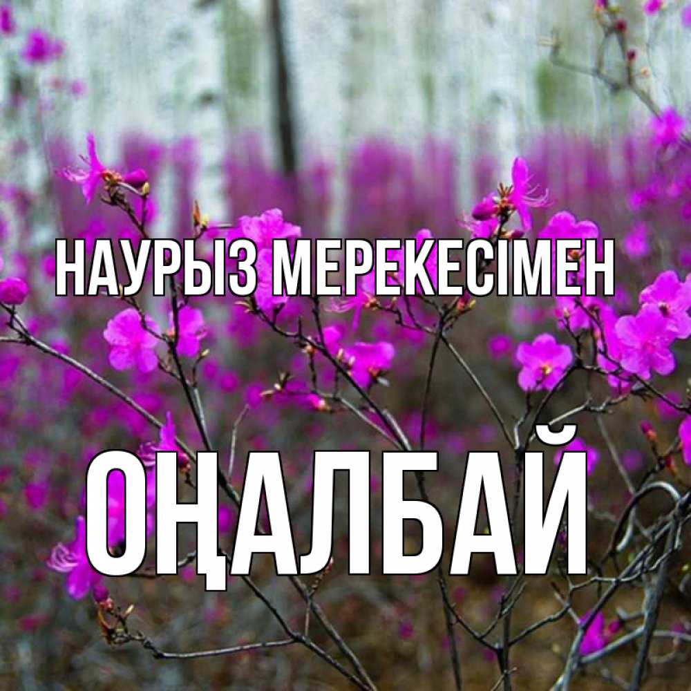 Күн сайын ашық хат с именем, ОҢАЛБАЙ Наурыз мерекесімен дикие цветы Онлайн тегін жүктеп алу тілектері бар керемет карта 