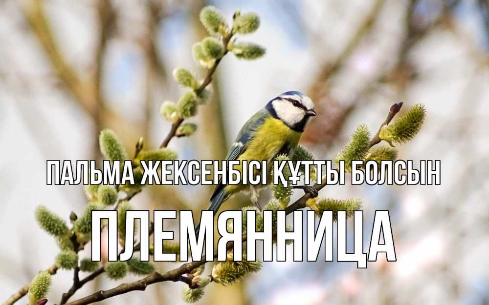 Күн сайын ашық хат с именем, Племянница Пальма жексенбісі құтты болсын верба Онлайн тегін жүктеп алу тілектері бар керемет карта 