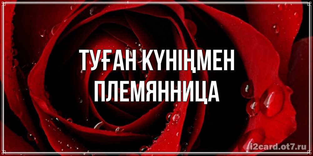 Күн сайын ашық хат с именем, Племянница Туған күніңмен крупная бордовая роза Онлайн тегін жүктеп алу тілектері бар керемет карта 