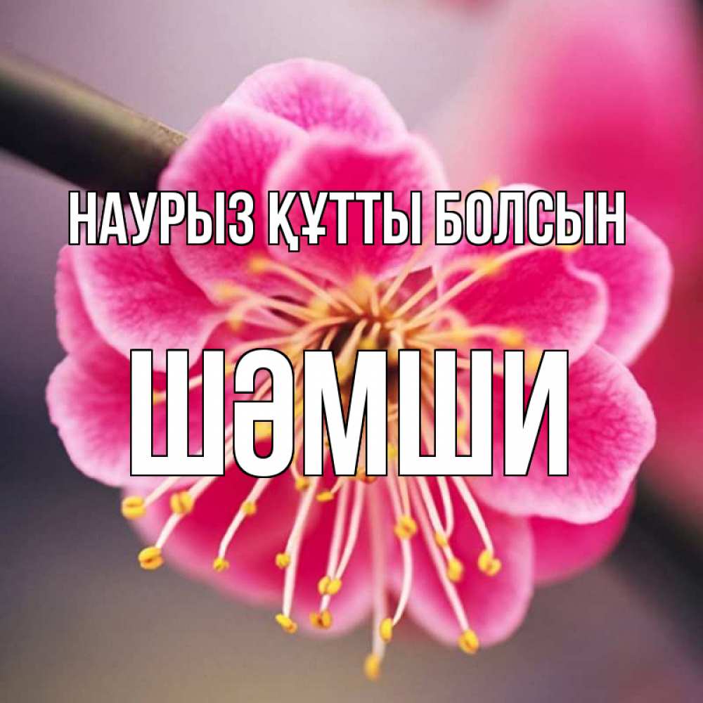 Күн сайын ашық хат с именем, ШӘМШИ Наурыз құтты болсын цветы Онлайн тегін жүктеп алу тілектері бар керемет карта 
