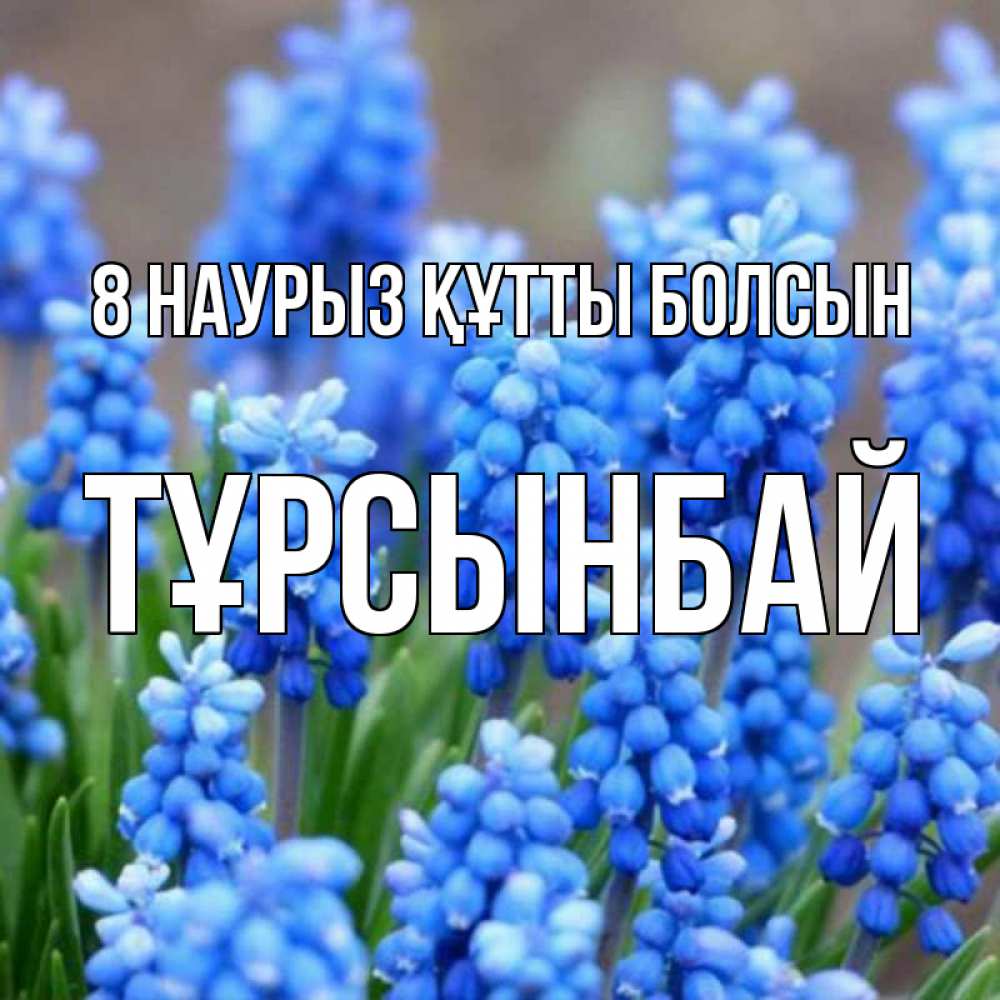 Күн сайын ашық хат с именем, ТҰРСЫНБАЙ 8 наурыз құтты болсын Поздравительная открытка для женщин с цветами на праздничную дату Онлайн тегін жүктеп алу тілектері бар керемет карта 