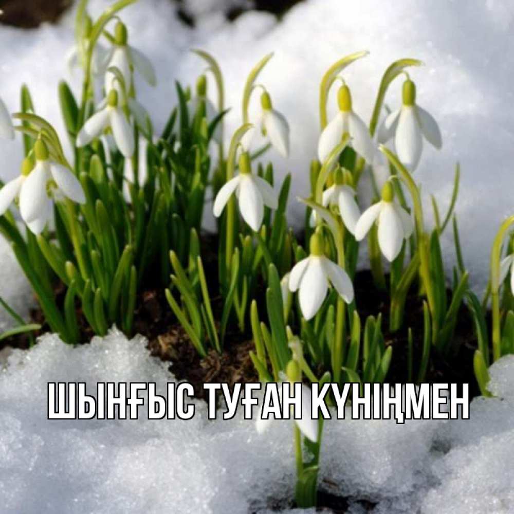 Картинка  с именем , ШЫНҒЫС! ТУҒАН КҮНІҢМЕН!