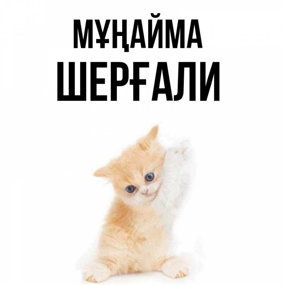 Күн сайын ашық хат с именем, ШЕРҒАЛИ Мұңайма просящий кот Онлайн тегін жүктеп алу тілектері бар керемет карта 