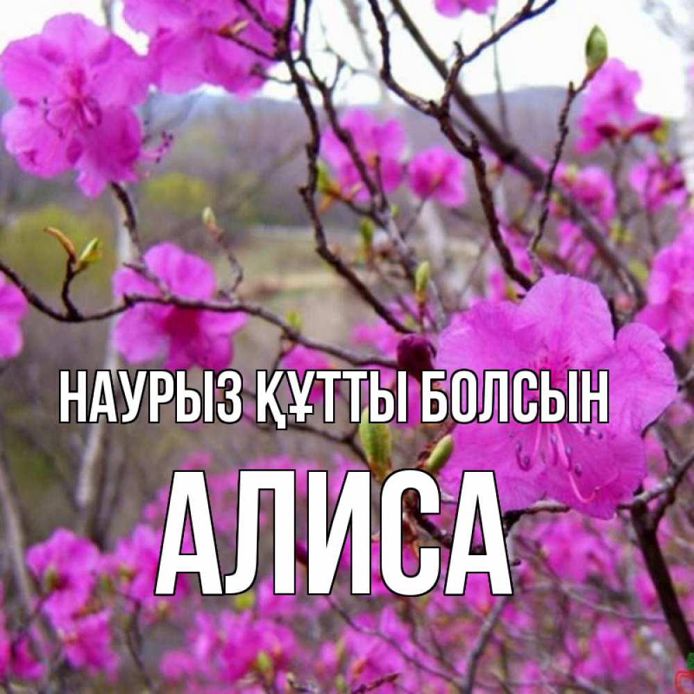 Күн сайын ашық хат с именем, Алиса Наурыз құтты болсын наурыз мейрамы кутты болсын Онлайн тегін жүктеп алу тілектері бар керемет карта 