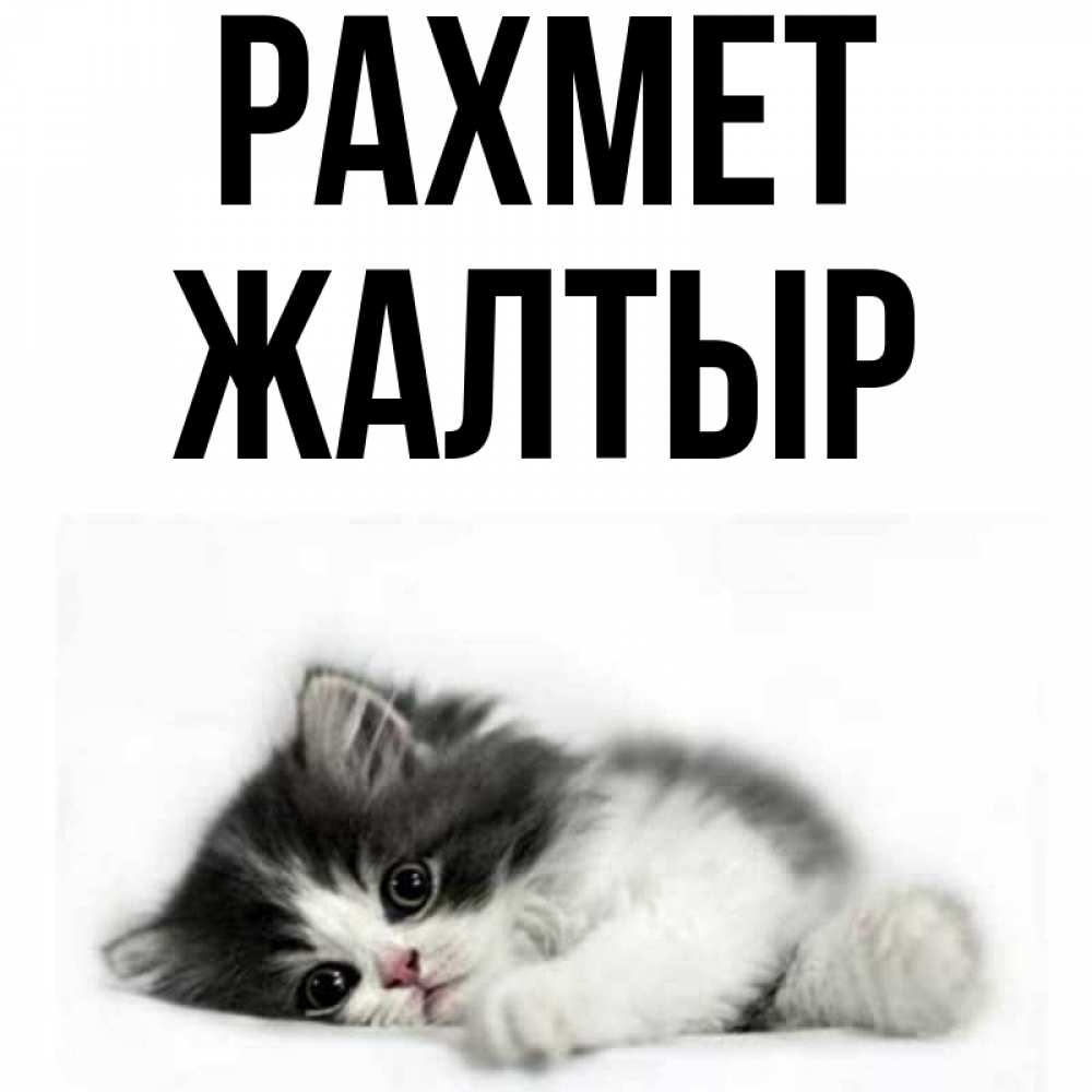 Күн сайын ашық хат с именем, Жалтыр рахмет черный и белый кот Онлайн тегін жүктеп алу тілектері бар керемет карта 