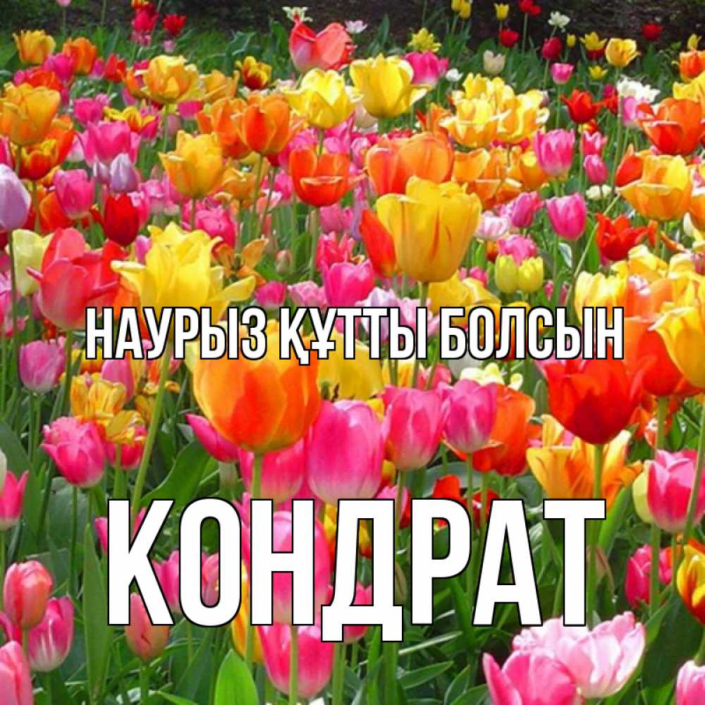 Күн сайын ашық хат с именем, Кондрат Наурыз құтты болсын на наурыз  ура ура Онлайн тегін жүктеп алу тілектері бар керемет карта 