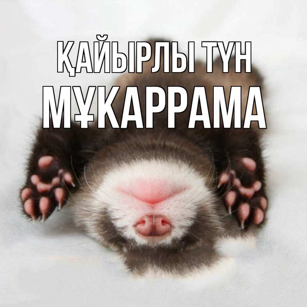 Күн сайын ашық хат с именем, МҰКАРРАМА Қайырлы түн зверек Онлайн тегін жүктеп алу тілектері бар керемет карта 