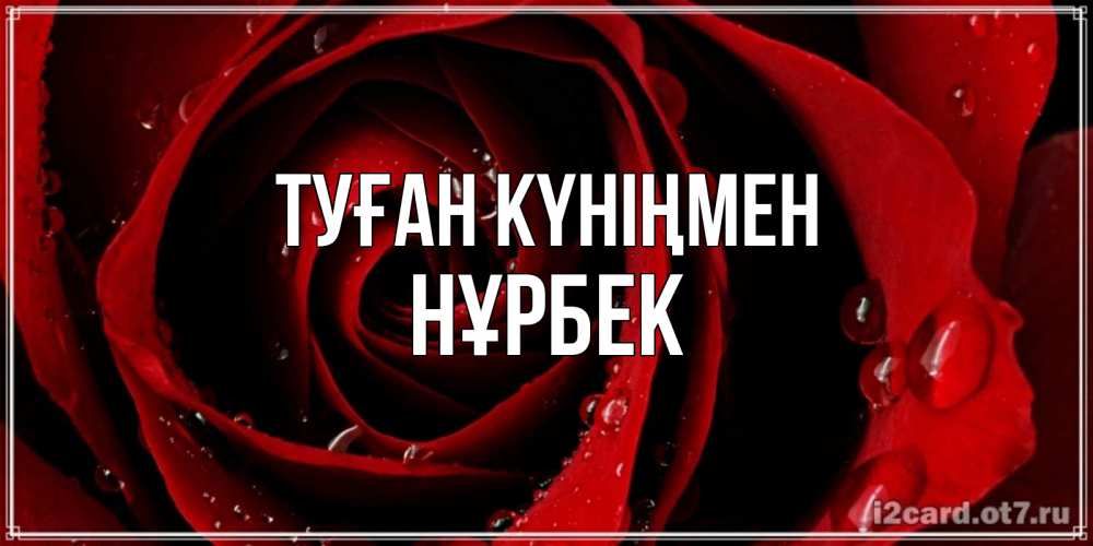 Күн сайын ашық хат с именем, НҰРБЕК Туған күніңмен крупная бордовая роза Онлайн тегін жүктеп алу тілектері бар керемет карта 