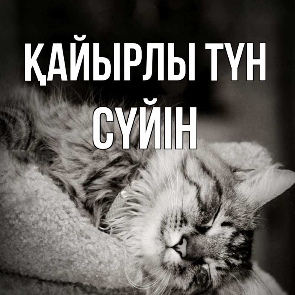 Күн сайын ашық хат с именем, СҮЙІН Қайырлы түн котярик пушистый Онлайн тегін жүктеп алу тілектері бар керемет карта 
