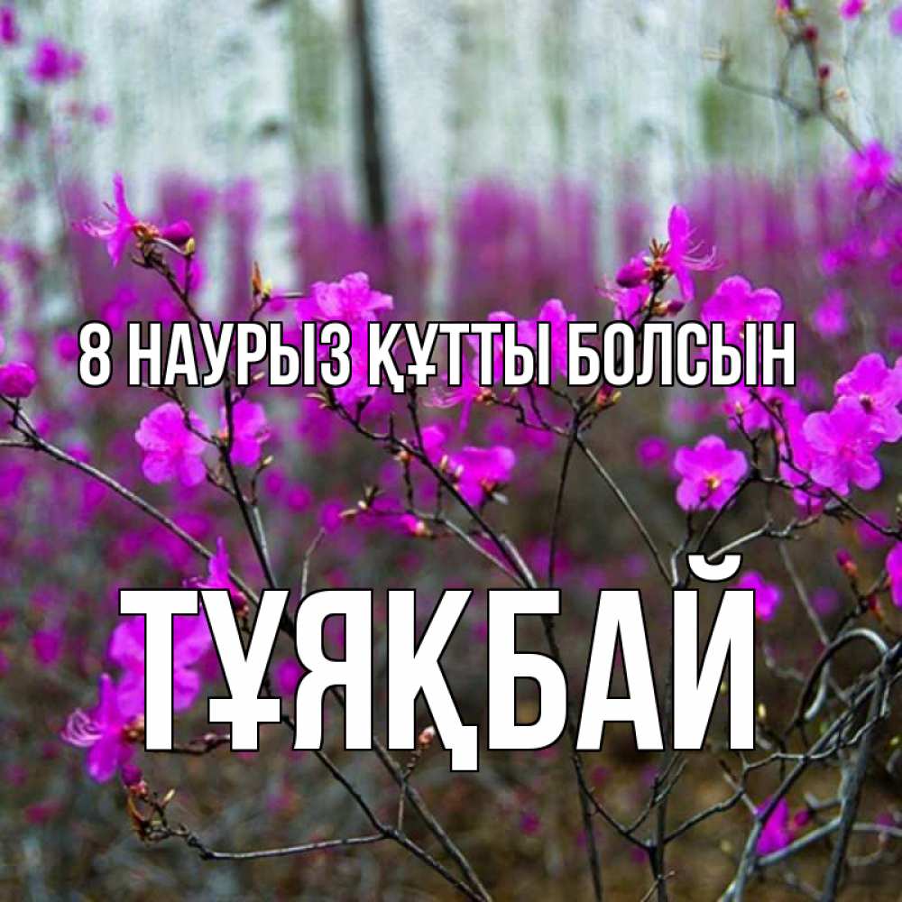 Күн сайын ашық хат с именем, ТҰЯҚБАЙ 8 наурыз құтты болсын дикие цветы Онлайн тегін жүктеп алу тілектері бар керемет карта 