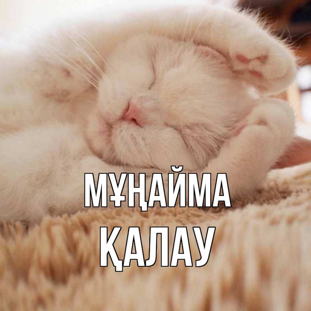 Күн сайын ашық хат с именем, Қалау Мұңайма белый кот Онлайн тегін жүктеп алу тілектері бар керемет карта 