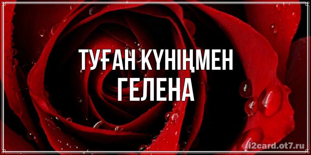 Күн сайын ашық хат с именем, Гелена Туған күніңмен крупная бордовая роза Онлайн тегін жүктеп алу тілектері бар керемет карта 