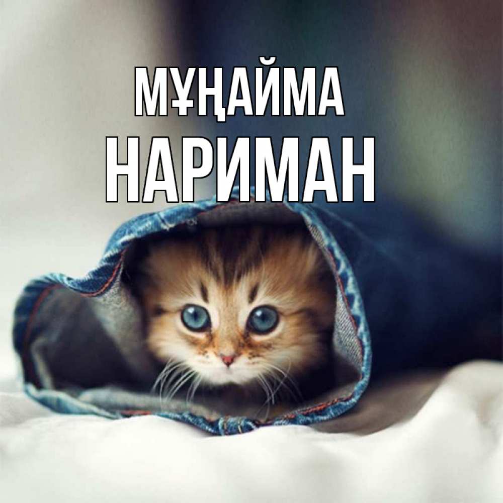 Күн сайын ашық хат с именем, НАРИМАН Мұңайма рыжик котик Онлайн тегін жүктеп алу тілектері бар керемет карта 