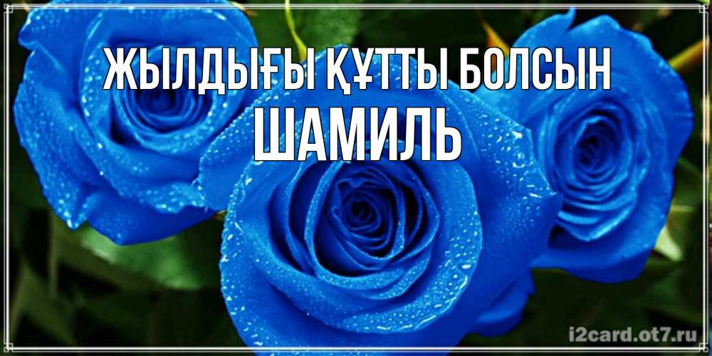 Күн сайын ашық хат с именем, Шамиль Жылдығы құтты болсын розы с синим цветом Онлайн тегін жүктеп алу тілектері бар керемет карта 