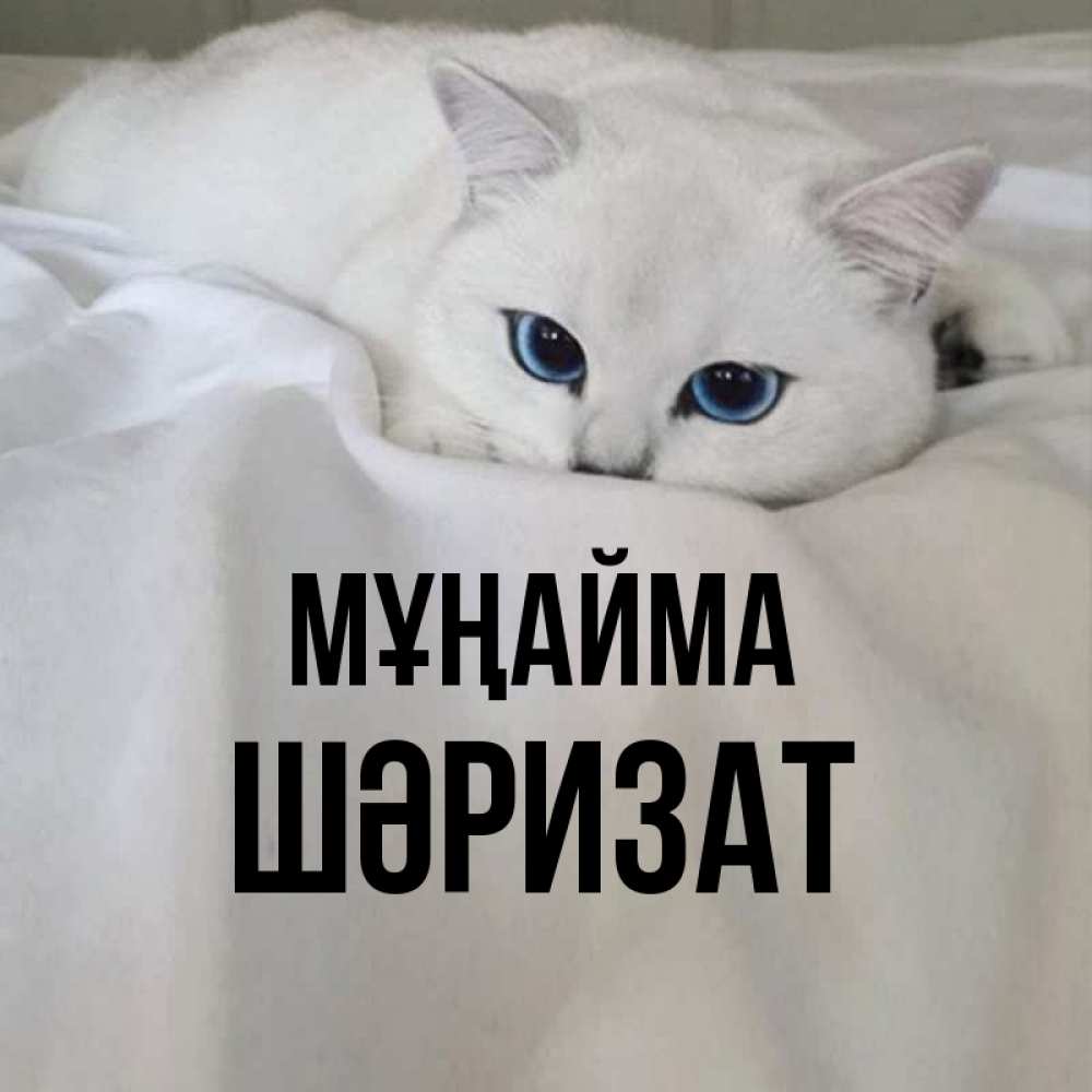 Күн сайын ашық хат с именем, ШӘРИЗАТ Мұңайма Голубоглазая кошка Онлайн тегін жүктеп алу тілектері бар керемет карта 