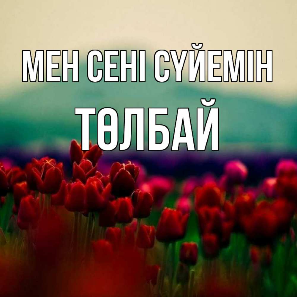Күн сайын ашық хат с именем, ТӨЛБАЙ Мен сені сүйемін тюльпаны 4 Онлайн тегін жүктеп алу тілектері бар керемет карта 