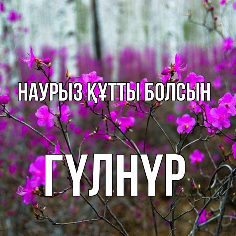 Күн сайын ашық хат с именем, ГҮЛНҮР Наурыз құтты болсын дикие цветы Онлайн тегін жүктеп алу тілектері бар керемет карта 