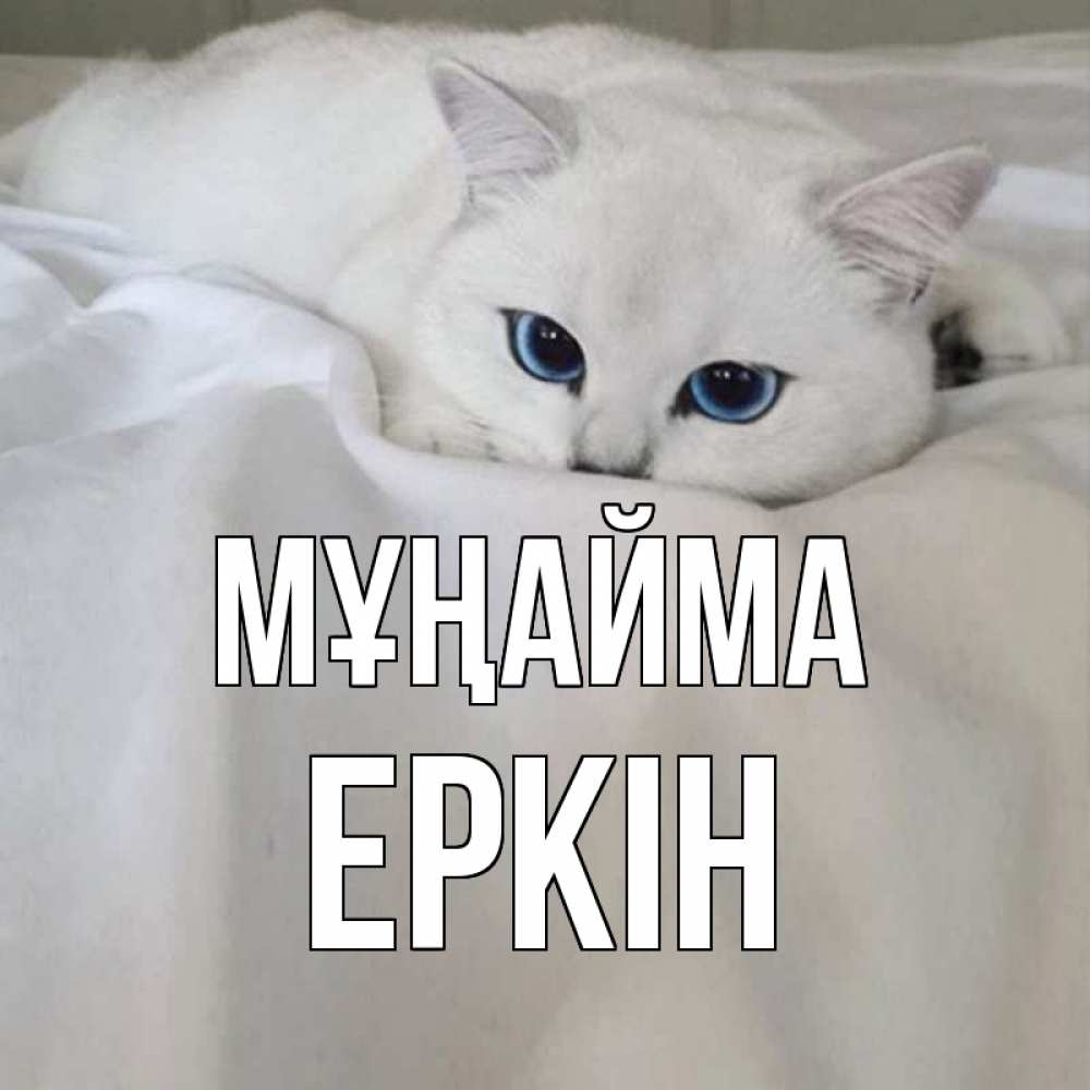 Күн сайын ашық хат с именем, Еркін Мұңайма белый кот с голубыми глазами на белоснежной кровати Онлайн тегін жүктеп алу тілектері бар керемет карта 