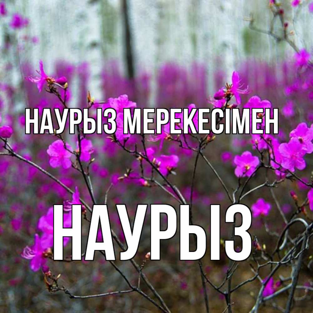 Күн сайын ашық хат с именем, НАУРЫЗ Наурыз мерекесімен дикие цветы Онлайн тегін жүктеп алу тілектері бар керемет карта 