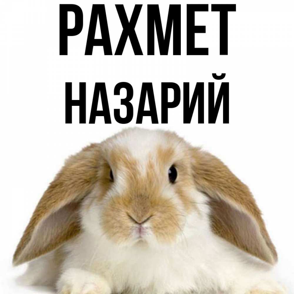 Күн сайын ашық хат с именем, Назарий рахмет коричнево белый заяц Онлайн тегін жүктеп алу тілектері бар керемет карта 