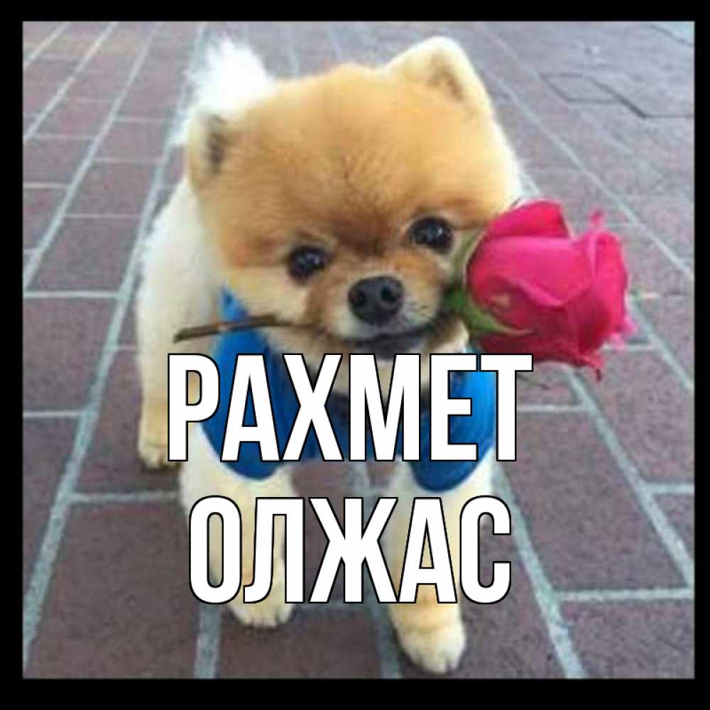 Күн сайын ашық хат с именем, ОЛЖАС рахмет спасибо и дарю тебе цветок Онлайн тегін жүктеп алу тілектері бар керемет карта 