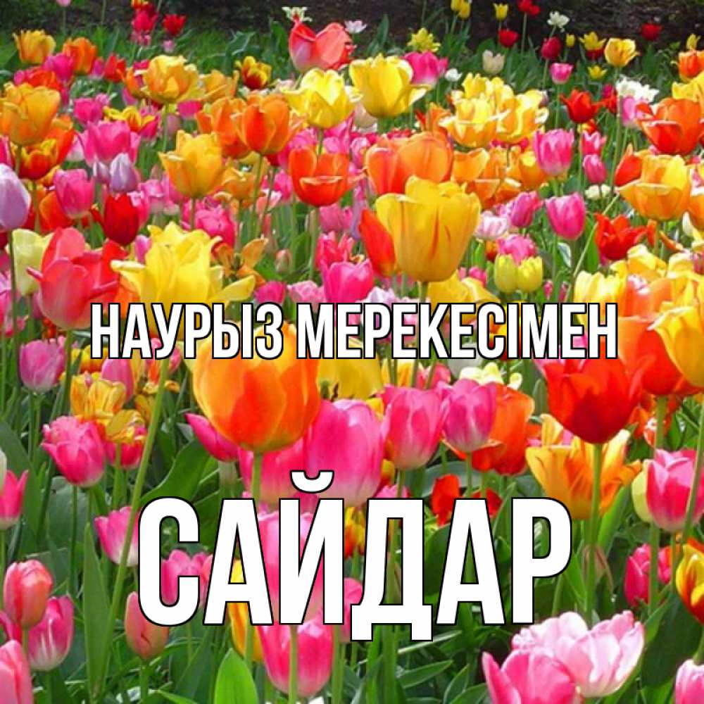 Күн сайын ашық хат с именем, САЙДАР Наурыз мерекесімен праздник весны наурыз 4 Онлайн тегін жүктеп алу тілектері бар керемет карта 