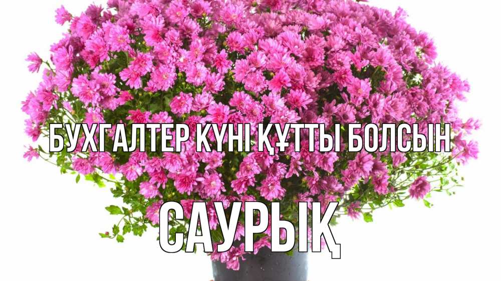 Күн сайын ашық хат с именем, САУРЫҚ бухгалтер күні құтты болсын с днем бухгалтера Онлайн тегін жүктеп алу тілектері бар керемет карта 