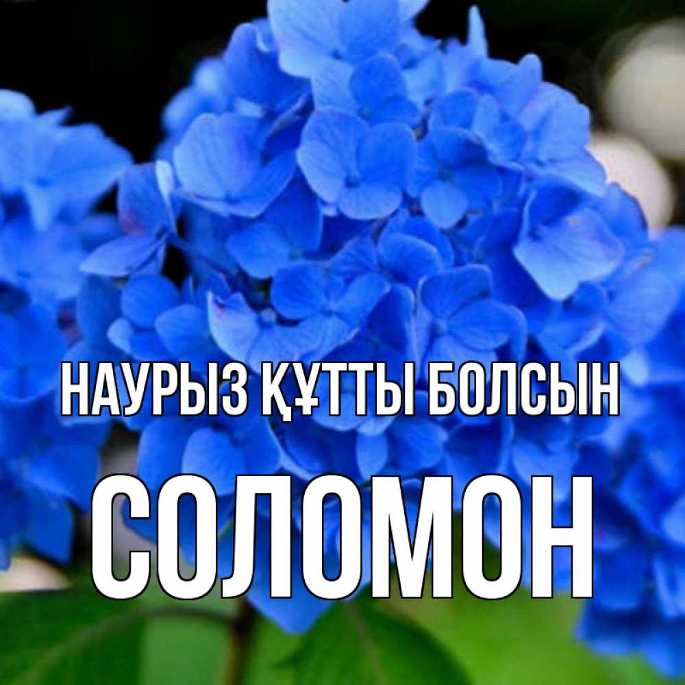 Күн сайын ашық хат с именем, Соломон Наурыз құтты болсын синие цветы Онлайн тегін жүктеп алу тілектері бар керемет карта 
