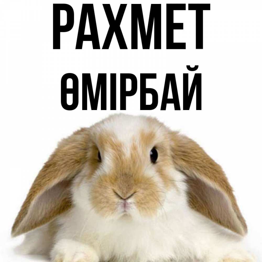 Күн сайын ашық хат с именем, ӨМІРБАЙ рахмет коричнево белый заяц Онлайн тегін жүктеп алу тілектері бар керемет карта 