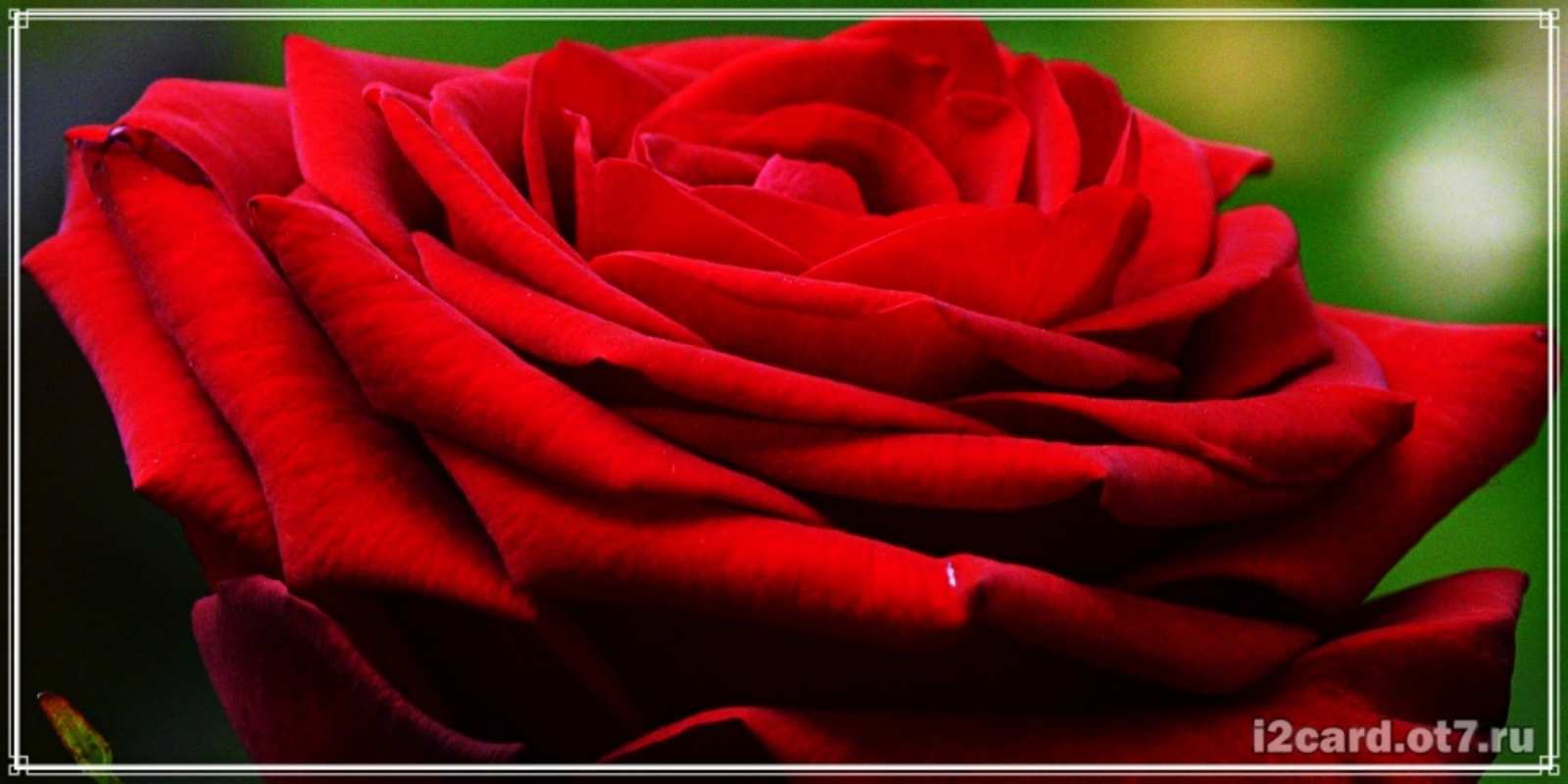 Открытка роза вид сбоку розочка очень красивая Туған күніңмен 