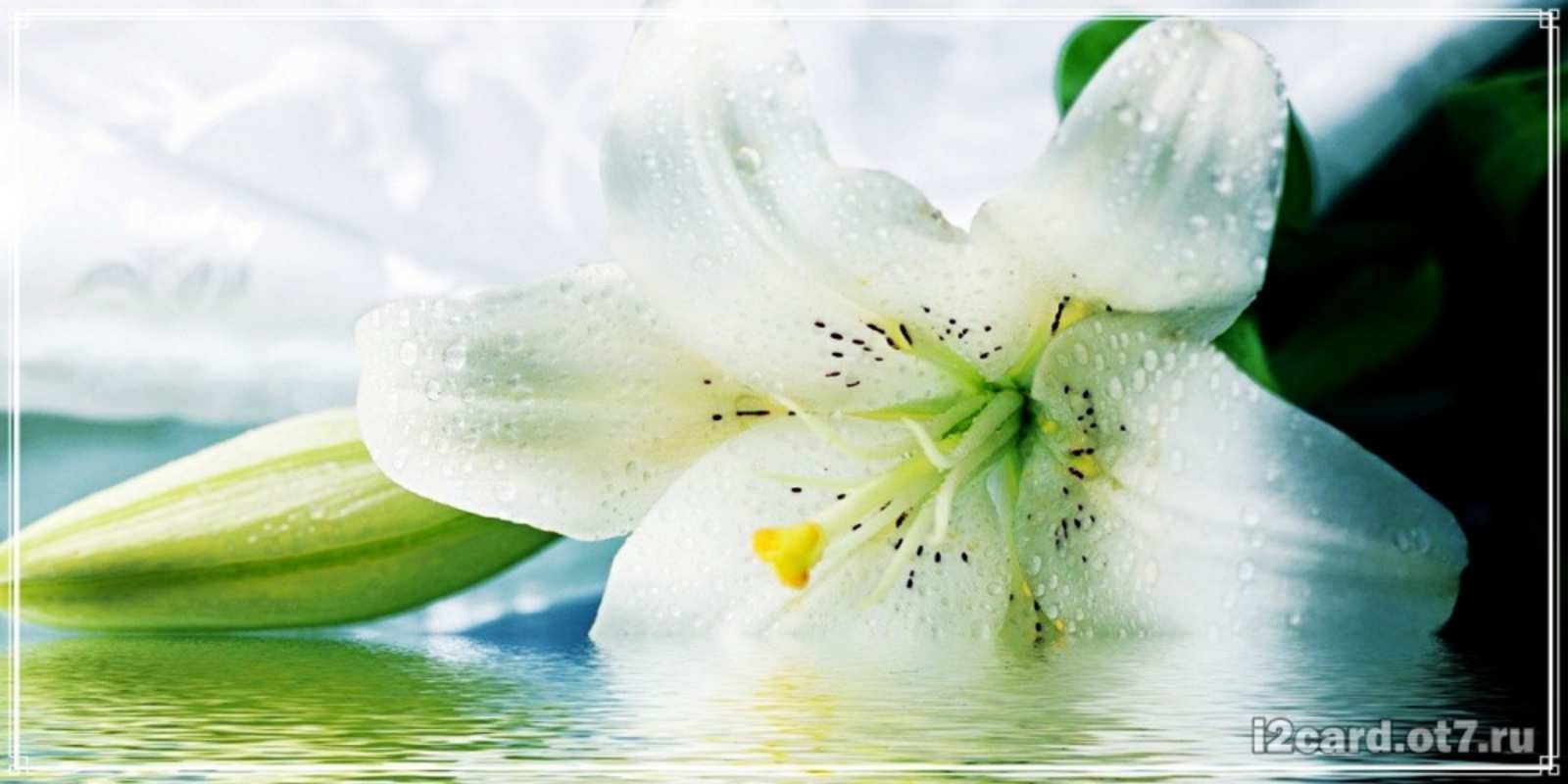 Открытка красивые цветы и открытки с ними лилия на открытке ко дню рождения Туған күніңмен 