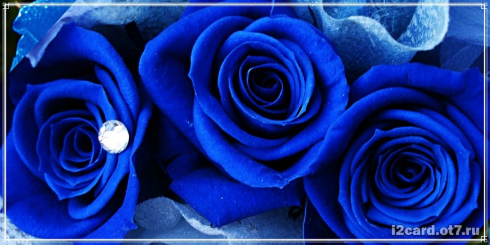 Открытка синяя роза и роса синие розы в росе Туған күніңмен 