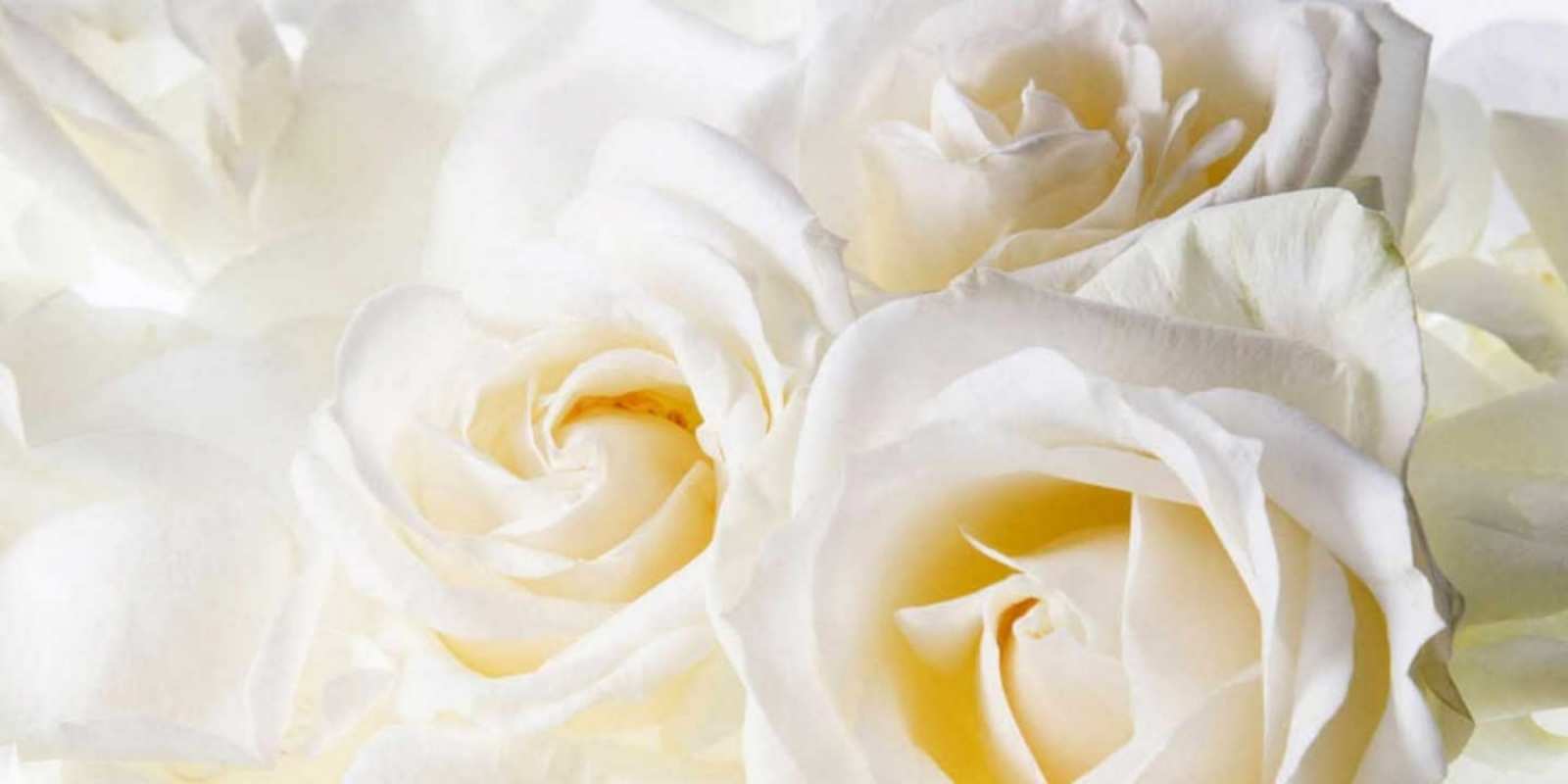 Открытка белые розы на день рождения открыточки на день рождения любимым Туған күніңмен 