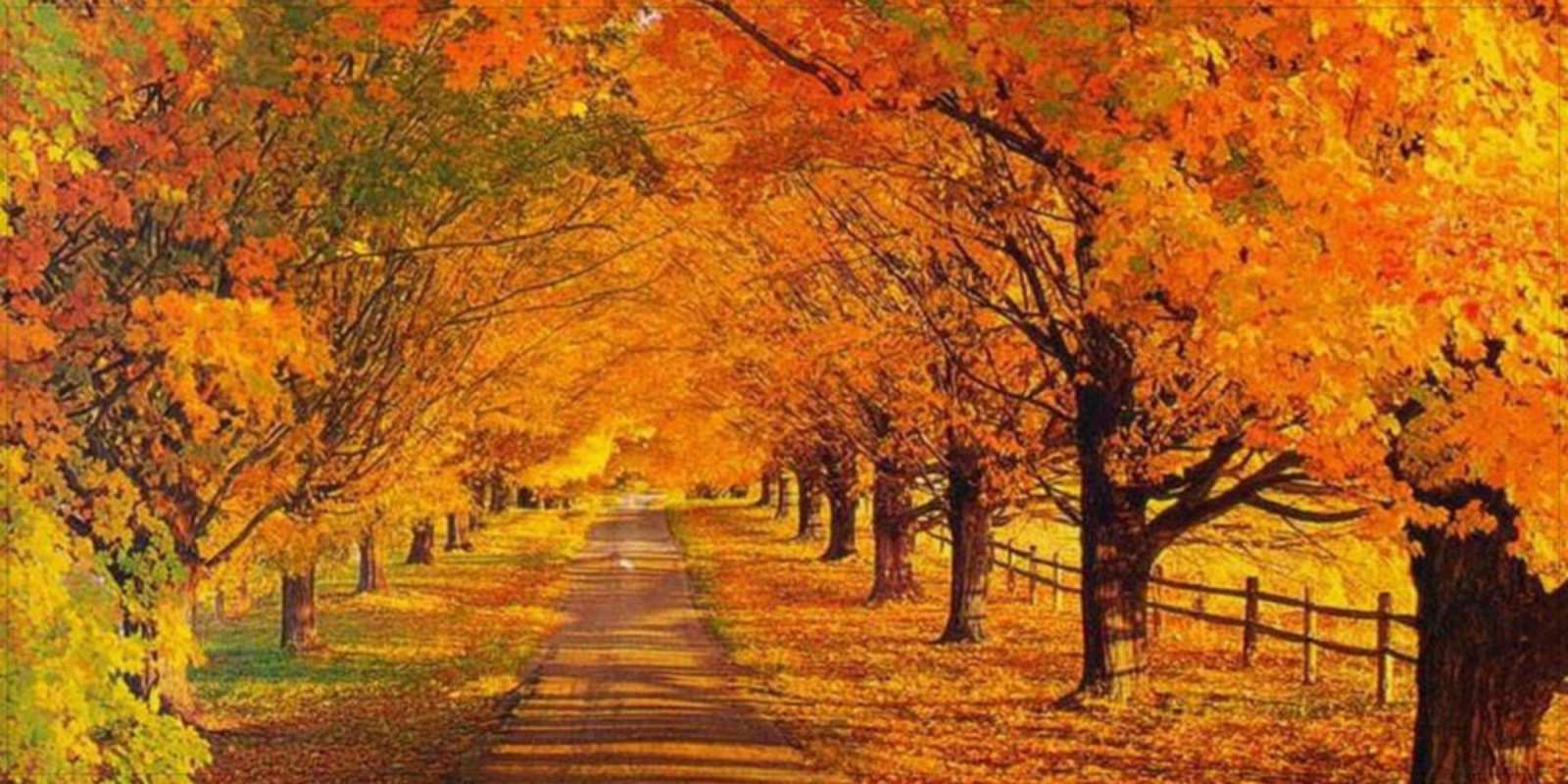 Открытка прекрасного осеннего дня дорога осенью деревья с осенними листьями Күніңіз жақсы өтсін 