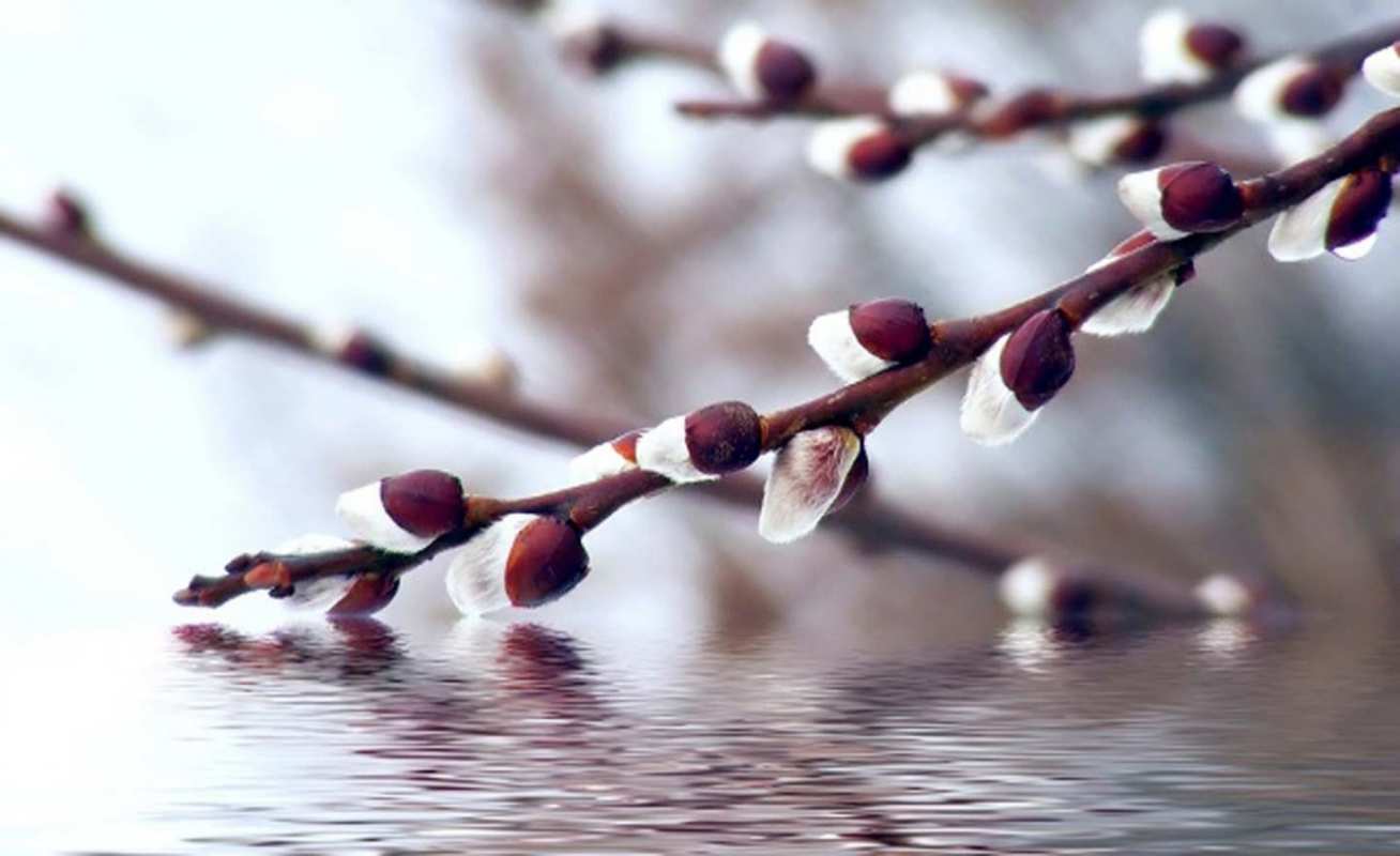 Открытка почки вербы и ручей  верба, ручей  Пальма жексенбісі құтты болсын 